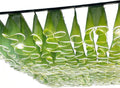 Decoración ambiental de techo de 50 m - Gasa verde con luz blanca y pliegues de 70 cm - Material sintético de fácil instalación - Para bodas cumpleaños y pedidas